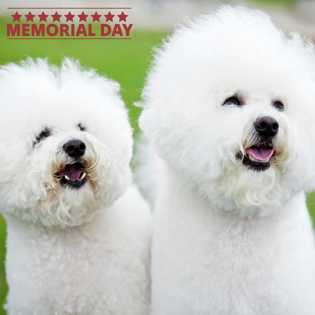 DogTrainerMiami's tweet image. #balancedtrainer #memorialday