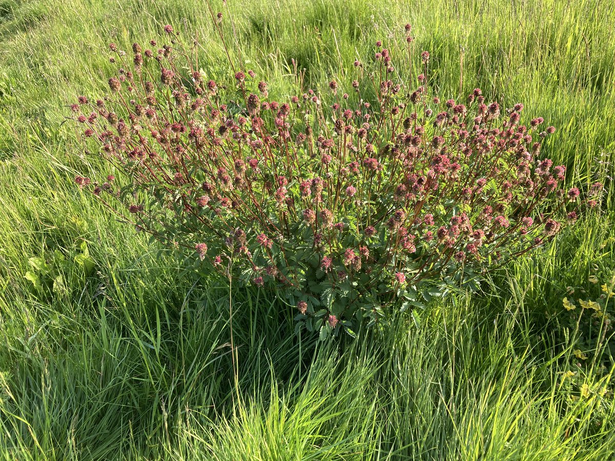 This amazing salad burnet grows in a meadow in our village. It’s beautiful but sadly the subject of a planning application for 95 houses 😞 We need greater protection for hugely undervalued, increasingly rare ‘unimproved grassland’ #WildflowerHour #LawnFlower #NoMow