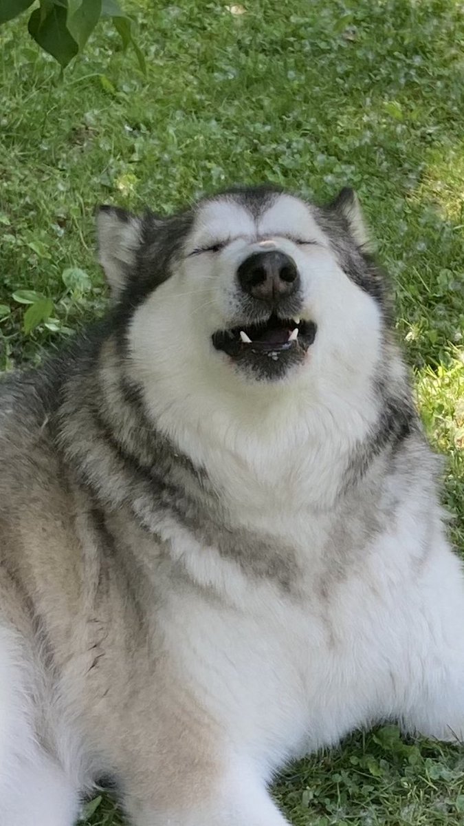 Grace79623670's tweet photo. When that frog pee be hittin just right…
#helgi https://t.co/Yj9JOiK7qz