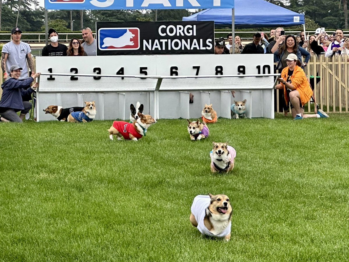 amyhermes's tweet photo. Obsessed with the #CorgiNationals at @santaanitapark https://t.co/aeU6y0I9my