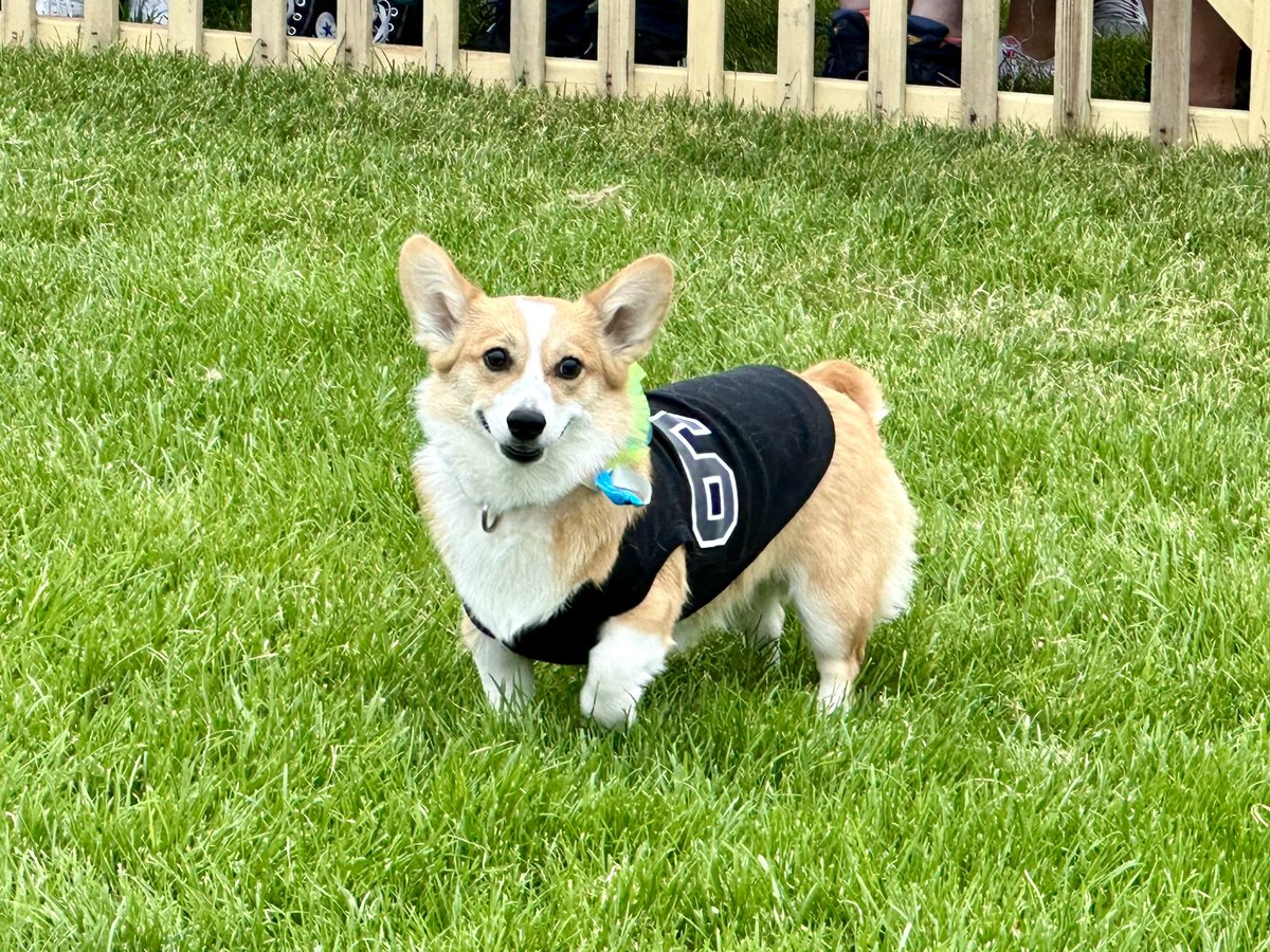 amyhermes's tweet photo. Obsessed with the #CorgiNationals at @santaanitapark https://t.co/aeU6y0I9my