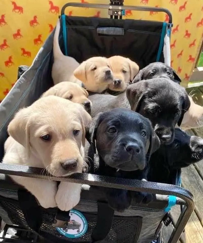 Alberta Guide Dogs tweet media