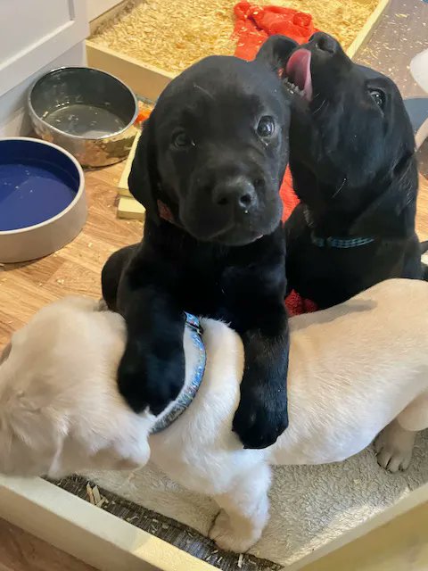 Alberta Guide Dogs tweet media