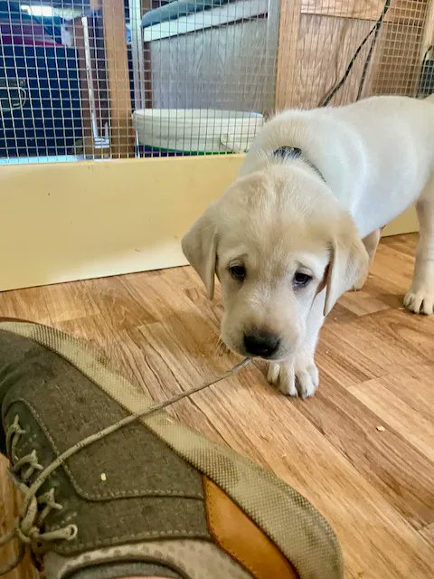 Alberta Guide Dogs tweet media