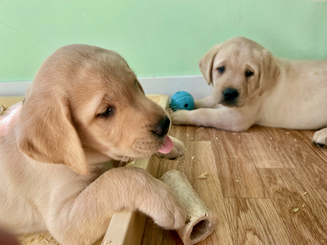 On #SelfieSunday, Maggie, Kevin, Clyde, Tinker, Quest, Coco, Devine, Russell, and Cassie are excited to be starting their journey in the Puppy in Training program this week! Already learning new tasks, like hygiene, shoe tying, and most importantly, looking fabulous.