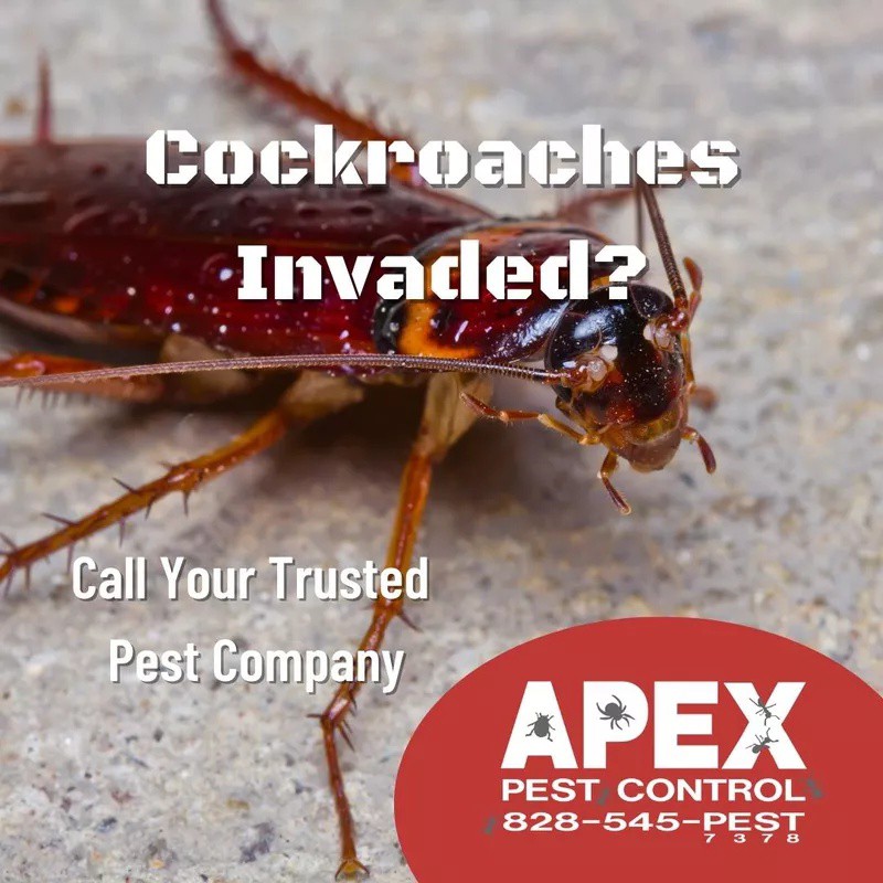 ApexPestAVL's tweet photo. "Services      Business Pest ControlTermite Prevention      Termite-Pre-TreatmentTermite Control Asheville Termite RenewalsMoisture ControlFlea Control      Hostguard Flea Control Instructions Service AreasPackages" https://t.co/V74rVMuIn9

#ApexPestControl https://t.co/GpS3bRz7Ms