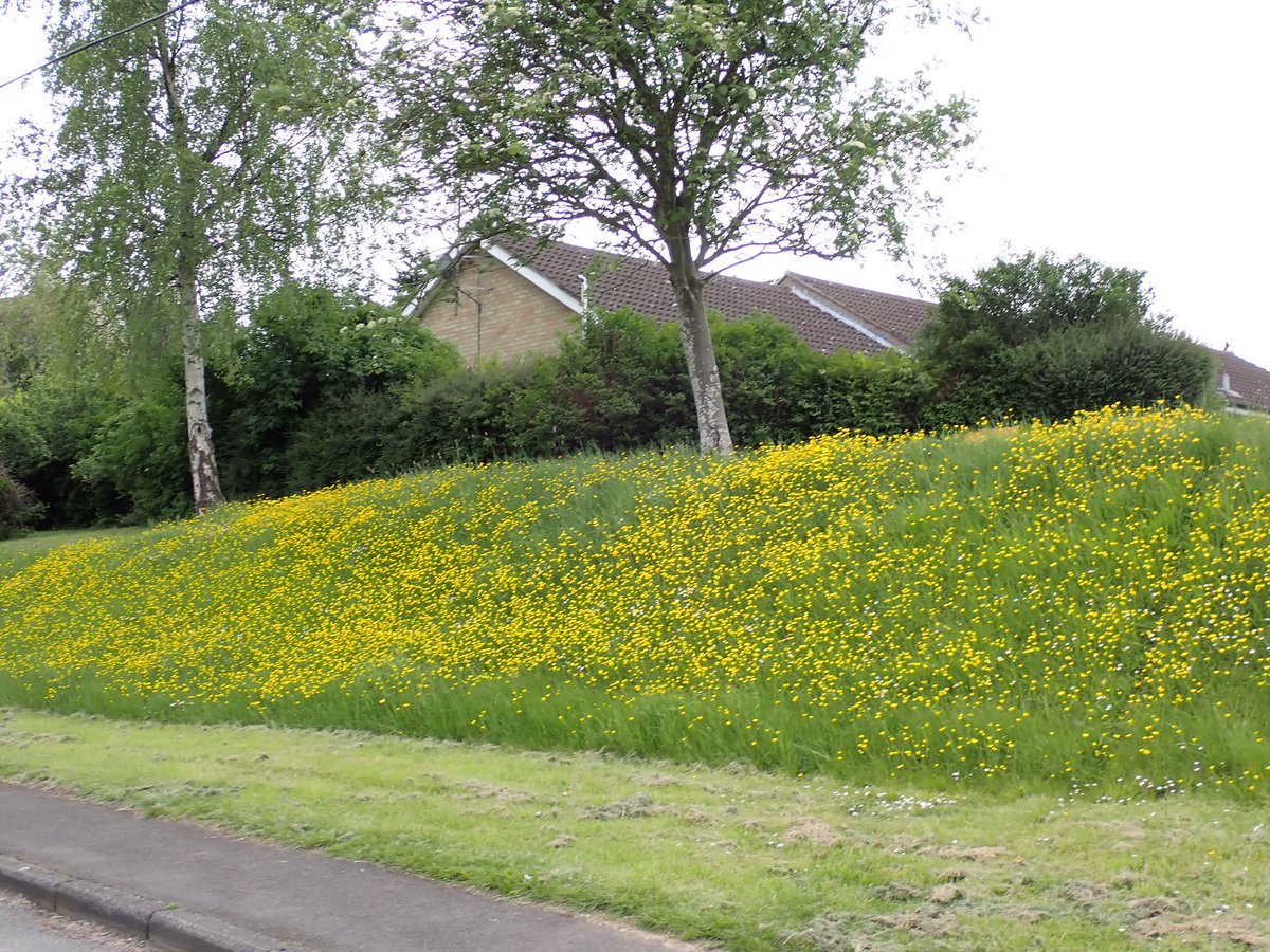 Dolly πΌπ¦πππ¦π± (@dolly_and_dj) on Twitter photo 2023-05-28 19:05:28 Gold stars to whoever just mowed the edge of the verge to allow this glorious display of Buttercups. π #LawnFlowers #WildflowerHour Gold stars to whoever just mowed the edge of the verge to allow this glorious display of Buttercups. π #LawnFlowers #WildflowerHour