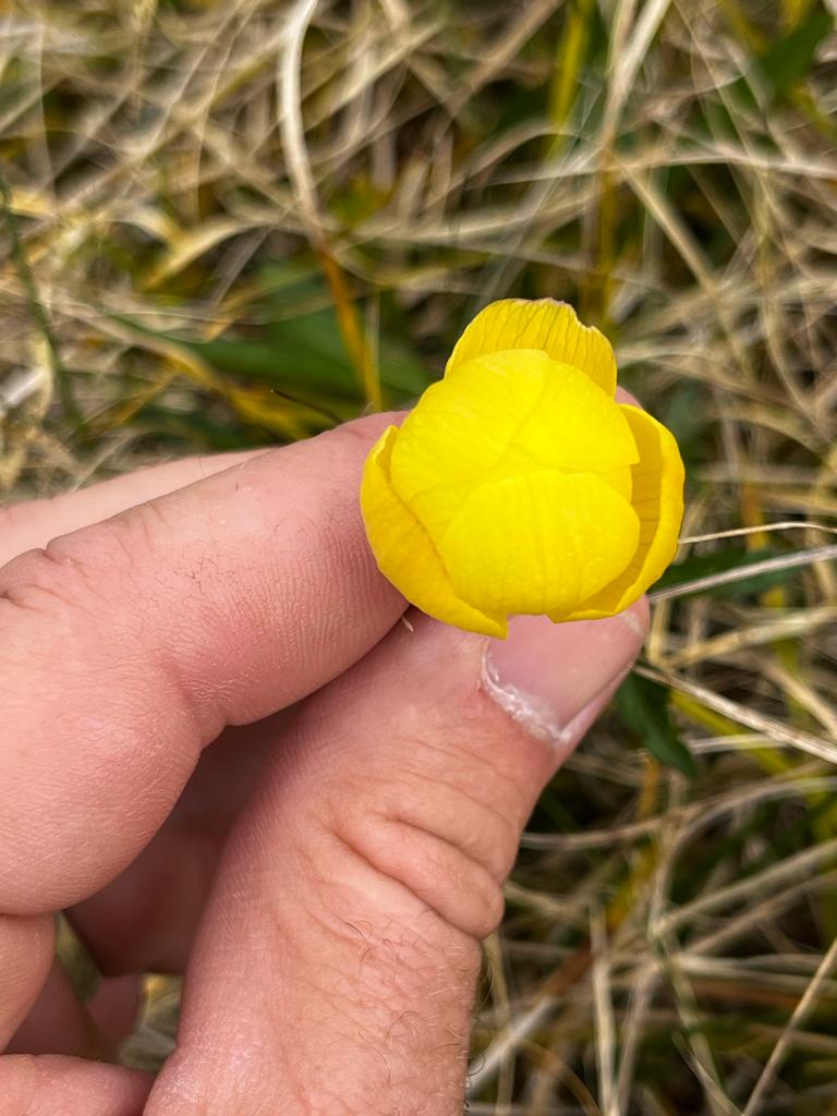 Watts_SH's tweet photo. This photo means so much! From a deer management colleague at #Corrour who was excited to find #Globeflower (Trollius europaeus) flowering on a new part of the open hill where he hadn't seen it before. That's #NatureRecovery in action! π
#Tallherb #restoration #WildflowerHour https://t.co/8Z6uhTQ3Jq