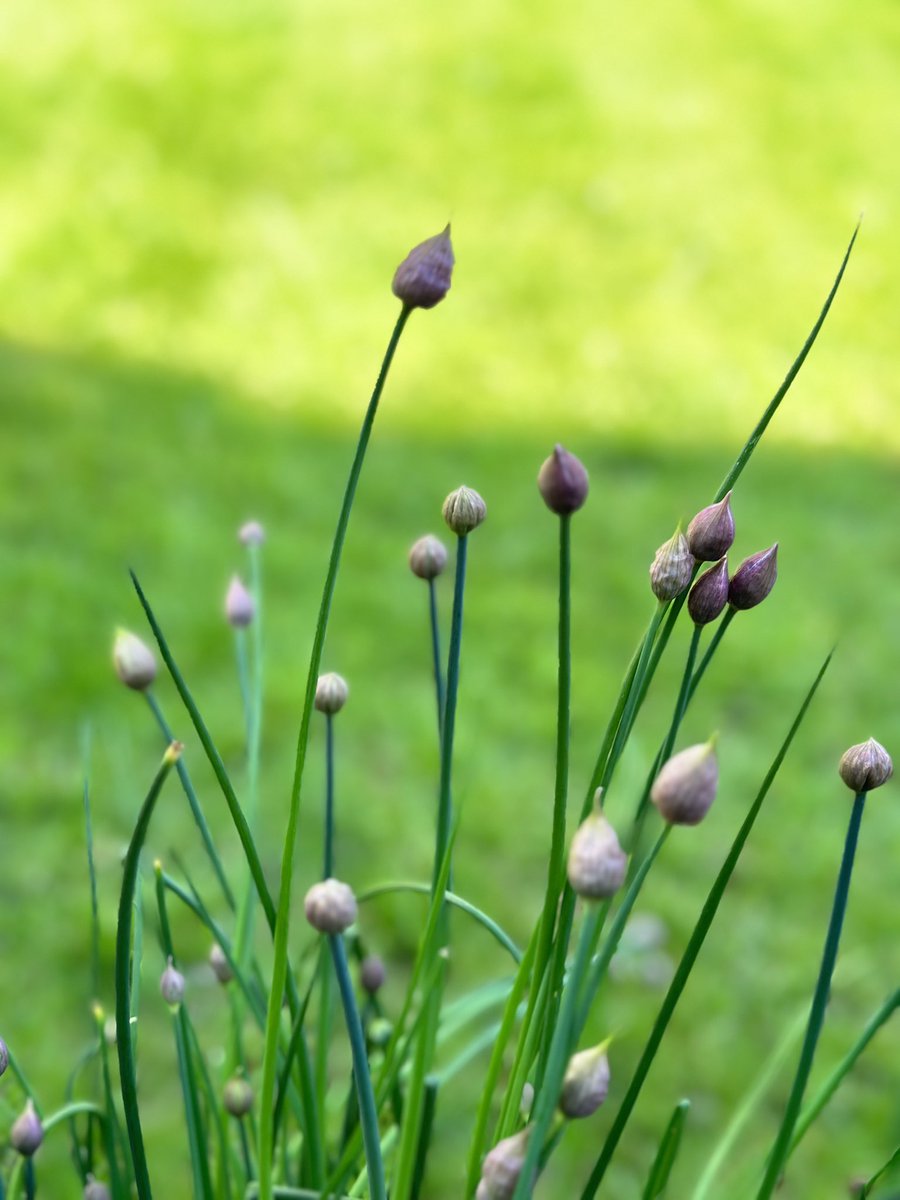 zanzaneet's tweet photo. Chive flowers are now in full bloom. They were just budding a week ago. Everything’s happening very fast in the garden all of a sudden.
#FlowerReport #GardeningTwitter #GardenersWorld #chives #chiveflowers #summerblooms https://t.co/EvpRQPLqZN