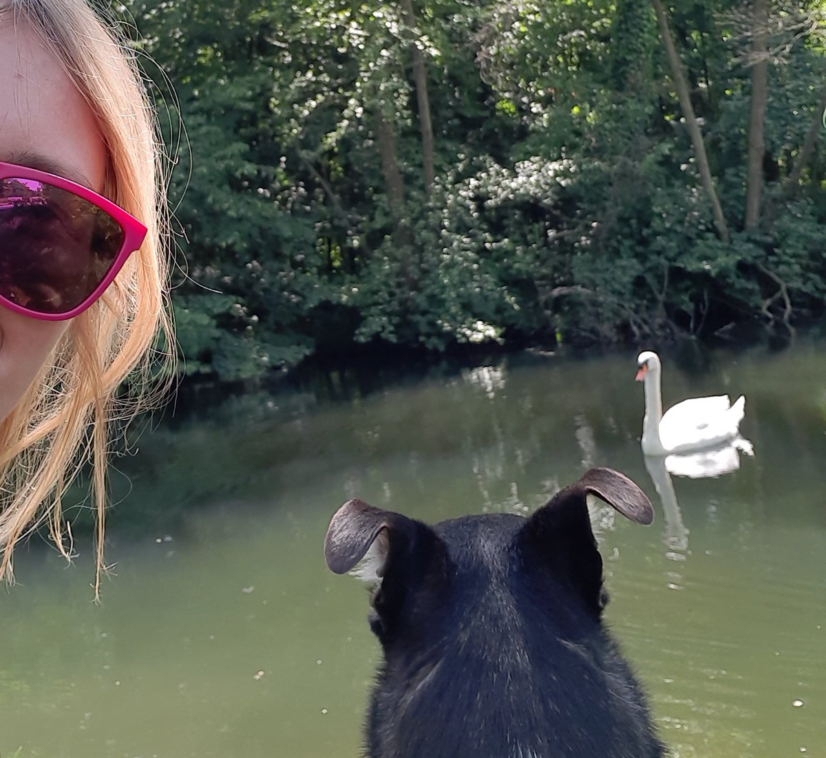 JCNiklas's tweet image. #SchoenesGegenDoofes
#DogContent #DogContentDay1 
So many cute animals. The Swan know that he&apos;s beautiful and was hissing,  while swimming to us. To scary to turn your back. In the Videos are gooses with babys.