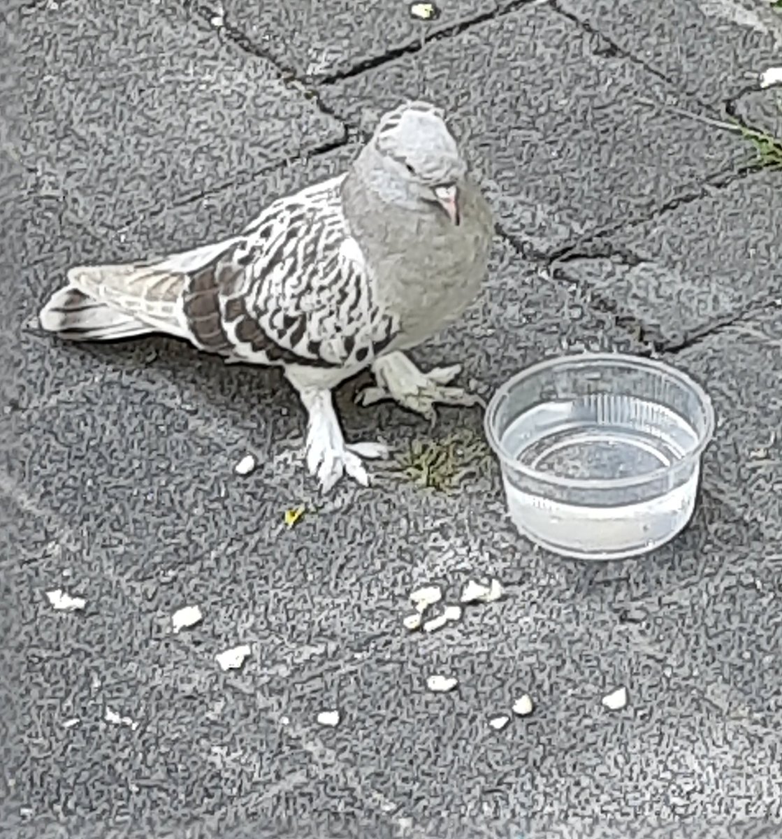 JCNiklas's tweet image. #SchoenesGegenDoofes
#DogContent #DogContentDay1 
So many cute animals. The Swan know that he&apos;s beautiful and was hissing,  while swimming to us. To scary to turn your back. In the Videos are gooses with babys.