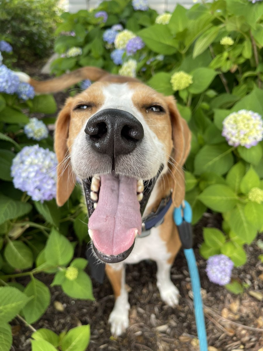 amandaa_jadee's tweet photo. look at how cute my dog is https://t.co/98KDVvkeCV
