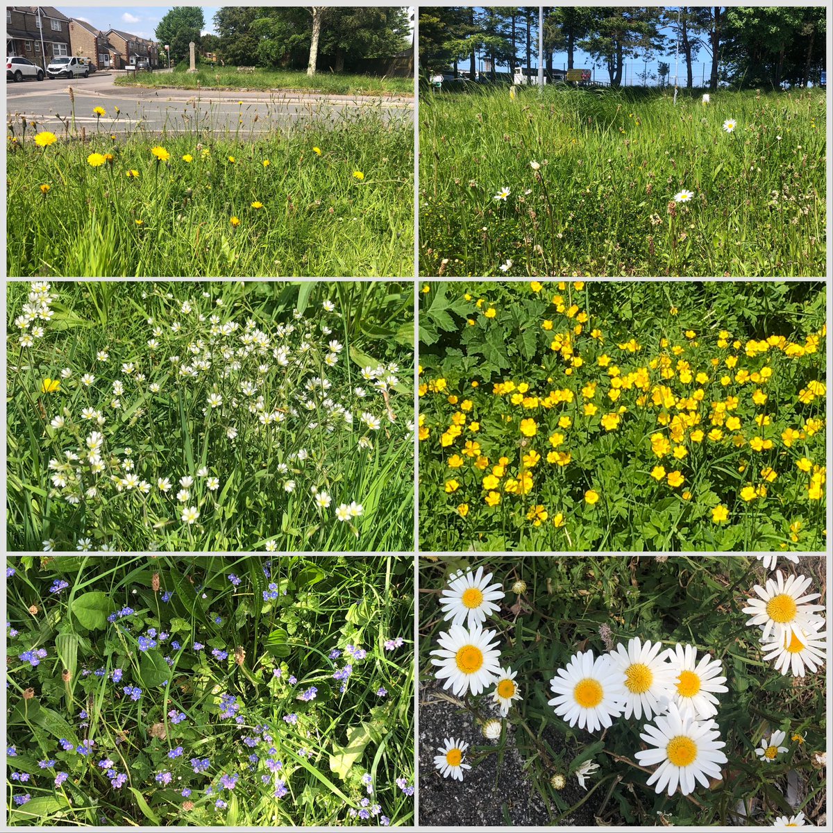 I don’t have a lawn to accommodate #LawnFlowers so instead I’m celebrating #NoMowMay by showcasing some of the lovely verges in #Liskeard where @CornwallCouncil let #Wildflowers bloom all summer. #WildflowerHour.