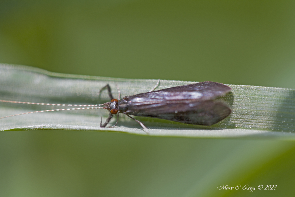 pogomcl's tweet image. Long-horned caddisfly, Mystacides azureus Canon 7D  EFS 60 2.8   f/2.8  1/200  iso: 250  Srbsko, Czech Republic  May 22, 2023  #Caddisfly #Trichoptera #casemaker #insects #invertebrates #Wetlands @macroHour #MacroHour