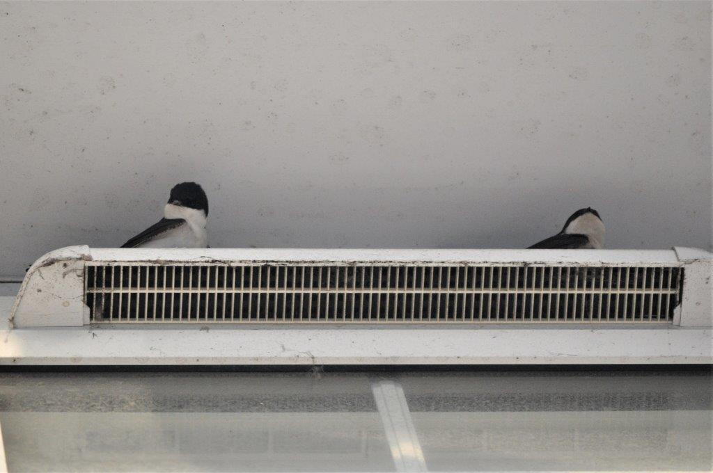 deepa_sena's tweet photo. I have house martins nesting outside my bedroom window. There's been a richness of martins in the vicinity, but this pair seemed to have made themselves at home.  #housemartins #springtime #ecologistlife https://t.co/fhMBjfilpD
