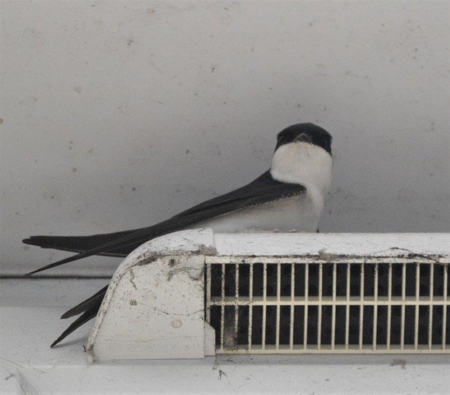 deepa_sena's tweet photo. I have house martins nesting outside my bedroom window. There's been a richness of martins in the vicinity, but this pair seemed to have made themselves at home.  #housemartins #springtime #ecologistlife https://t.co/fhMBjfilpD