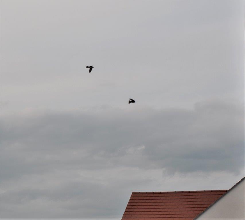 deepa_sena's tweet photo. I have house martins nesting outside my bedroom window. There's been a richness of martins in the vicinity, but this pair seemed to have made themselves at home.  #housemartins #springtime #ecologistlife https://t.co/fhMBjfilpD