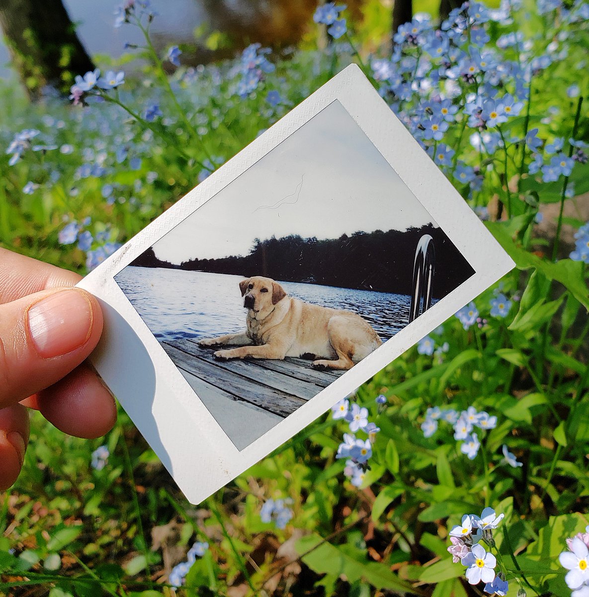 IT's A #BlogPost: When I landed at the cottage Friday night, I was greeted by two very pleasant surprises. So much so that I woke up Saturday morning and felt the need to share. (Click to read: yagottalaughaboutit.blogspot.com/2023/05/forget…)
#muskoka #cottagelife #imissyou