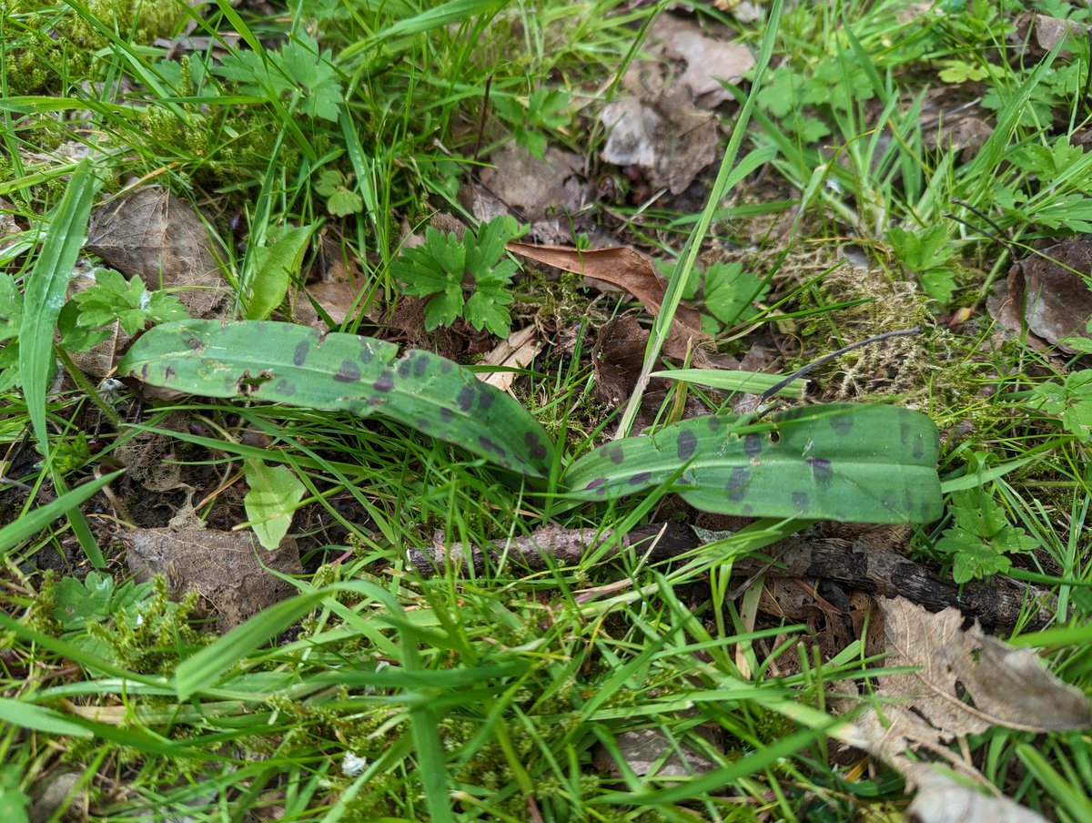 #NoMowMay is bloody marvelous, look what's new and popped up in the shady part of the lawn! Broad-leaved helleborine Epipactis helleborine and common spotted-orchid Dactylorhiza fuchsii #LawnFlowers @wildflower_hour I love #NoMowMay and will continue into June! @BSBIbotany