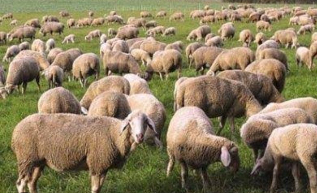 Önümüzde kurban bayramı var. Satılık 27.5 milyon kurbanlığımız mevcut, istiyen olursa ulaşsın bana