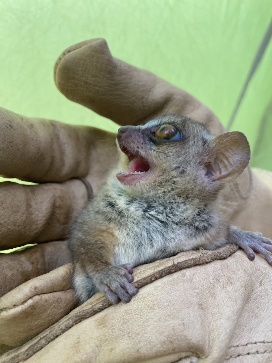 carosegami's tweet photo. Yes they are very cute, but also they are ferocious and are ready to bleed you if they can with their tiny sharp teeth! #mouselemur #microcebus #fieldwork #Madagascar #wildlife #primates #lemur #caroenmada https://t.co/Et39TsnkH6