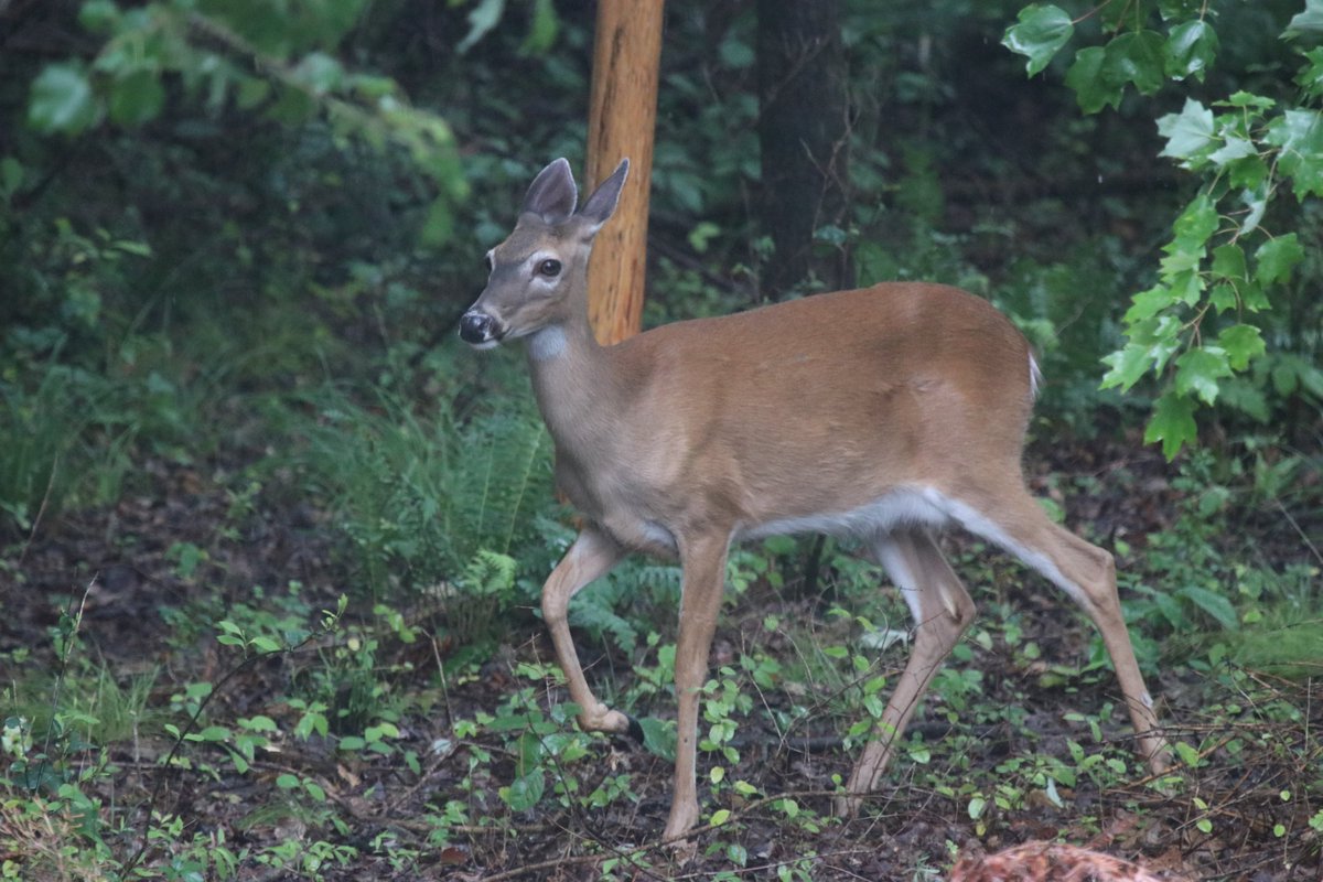 I've gotten a few things done this weekend... But I'll admit, most of the time I've just been watching wildlife in the backyard. #SpectrumNews1 #LazyWeekend #OhDeer