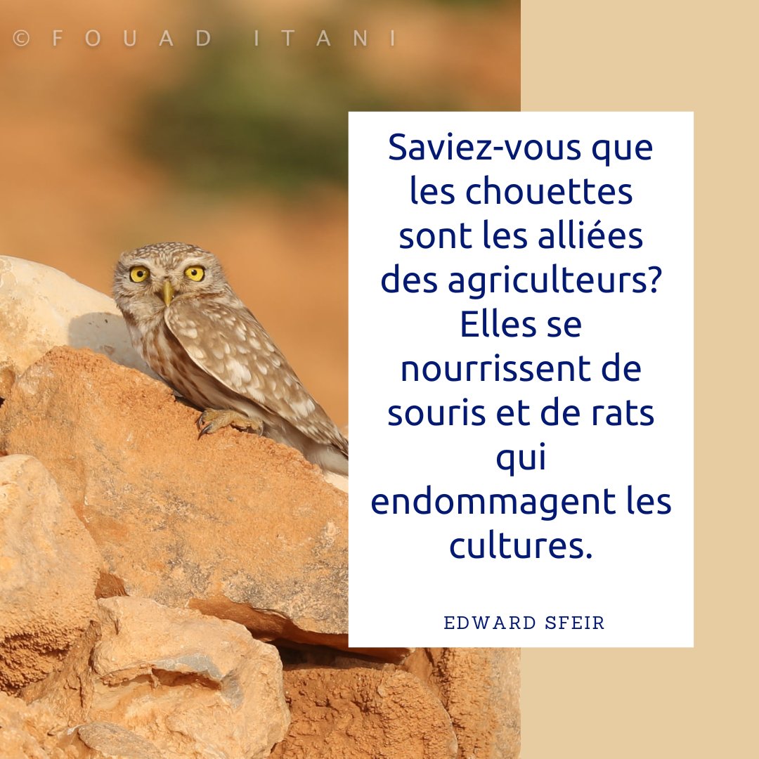 Edwardsfeir1's tweet photo. Découvrez les gardiens des cultures libanaises, essentiels à la protection des récoltes et à la préservation de nos traditions agricoles. Protégeons les pour une agriculture biologique et une biodiversité prospère. #edwardsfeir #scicomm #Effervescience #agriculturedurable https://t.co/pTO0xkatwf