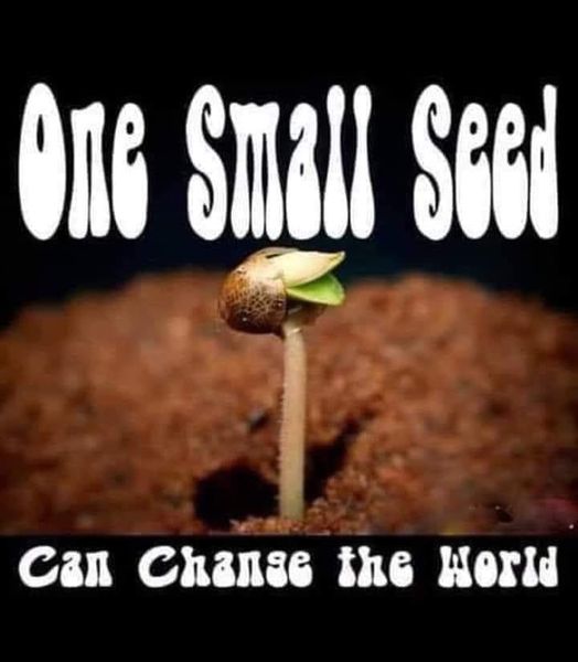 #GodzWeedz #DankDude #RealAmericanStoner #PeaceLoveAndHippieBeadz #MakeCloudz #SmokeTokeChoke #LegalizeIt #Medz4Headz #Weed #OneLove #Dank #THC #420life #pEaCe #Hippie 

Depends on the type of seed and how well it's planted. ❤️
#Think about it .. ☮️