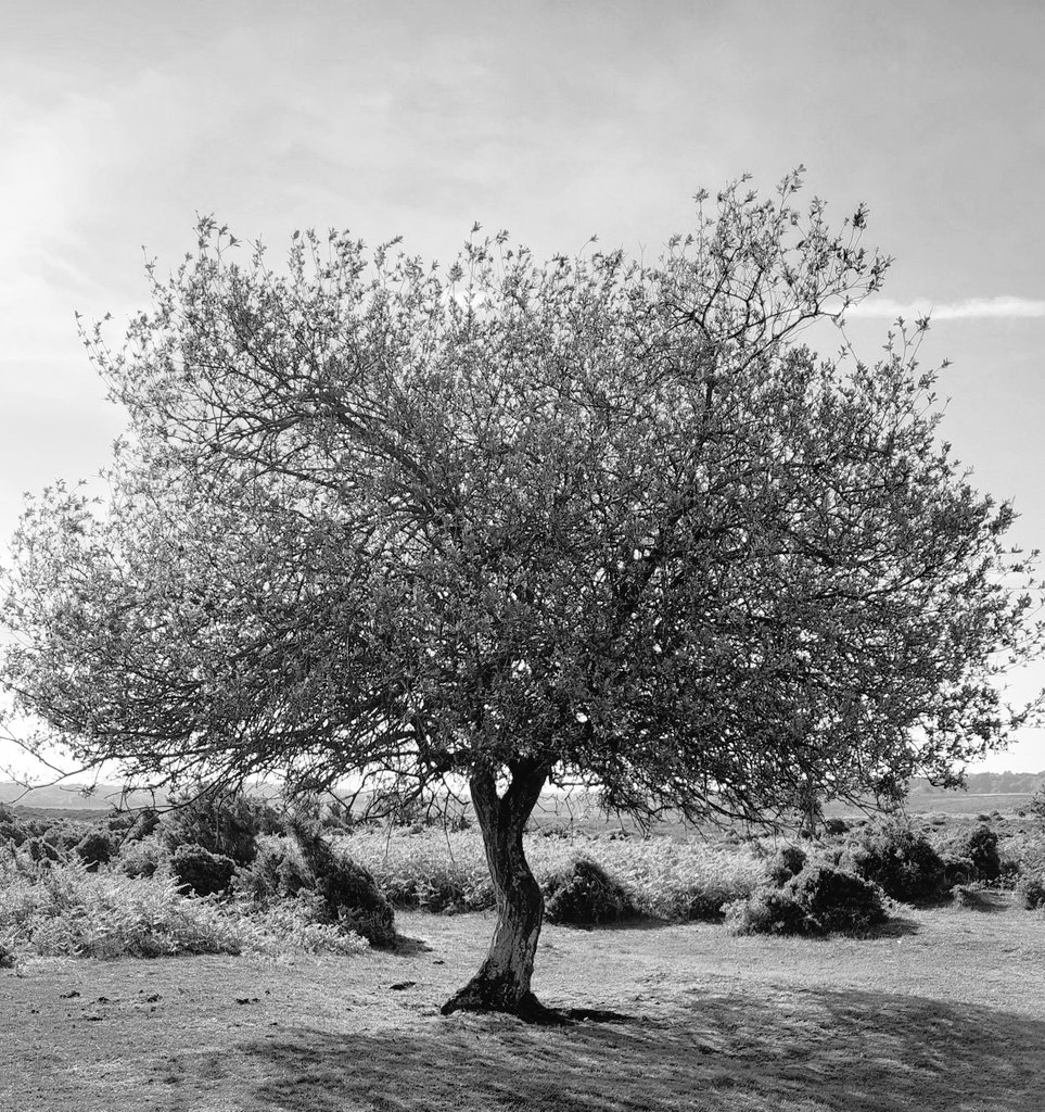 #GoodNightTwitterWolrd #GoodNightEveryone Hope u all enjoying  the #BankHolidayWeekend here in the UK.♥️😍😘 

#BankHoliday #landscapephotography #trees #NaturePhotography #naturalbeauty #blackandwhitephotography #blackandwhitephoto