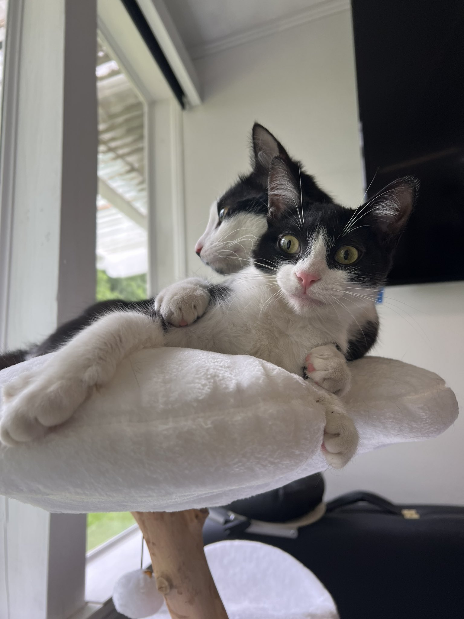 Thea Booysen on Twitter: “2: @kbspets gave our kittens their very own