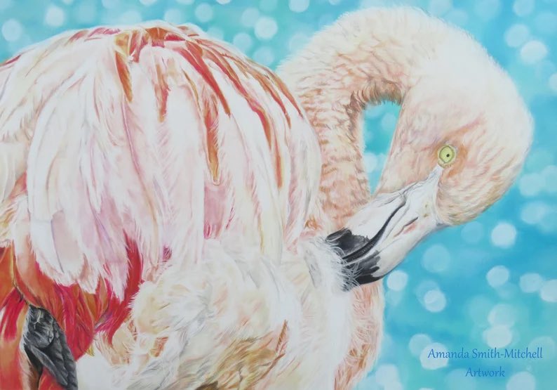 FOR SALE 
Flamingo by the sea, original in pastel pencils and sticks on pastelmat paper, is available to buy from my Etsy Shop.

etsy.com/uk/listing/106…
#art #flamingoart #animalart #artforsale #wildlifeart