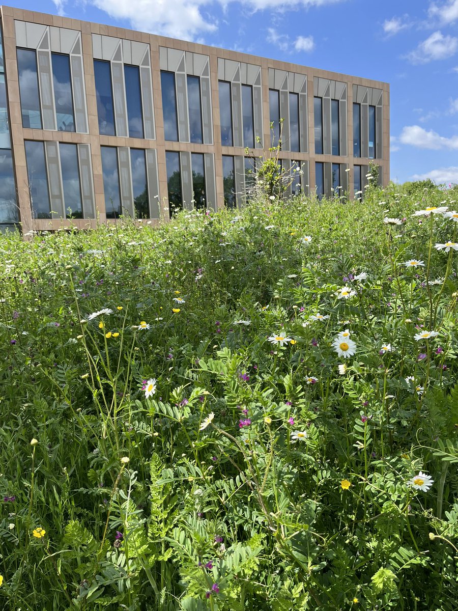 The @unibirmingham campus is packed full of oxeye daisy, buttercup and my favourite… vetch! (Or Vicia) #WildFlowerHour #NoMowMay #CropWildRelatives