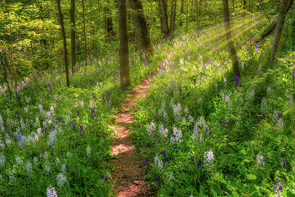 New artwork for sale! - "Spring sunshine" - fineartamerica.com/featured/sprin… @fineartamerica