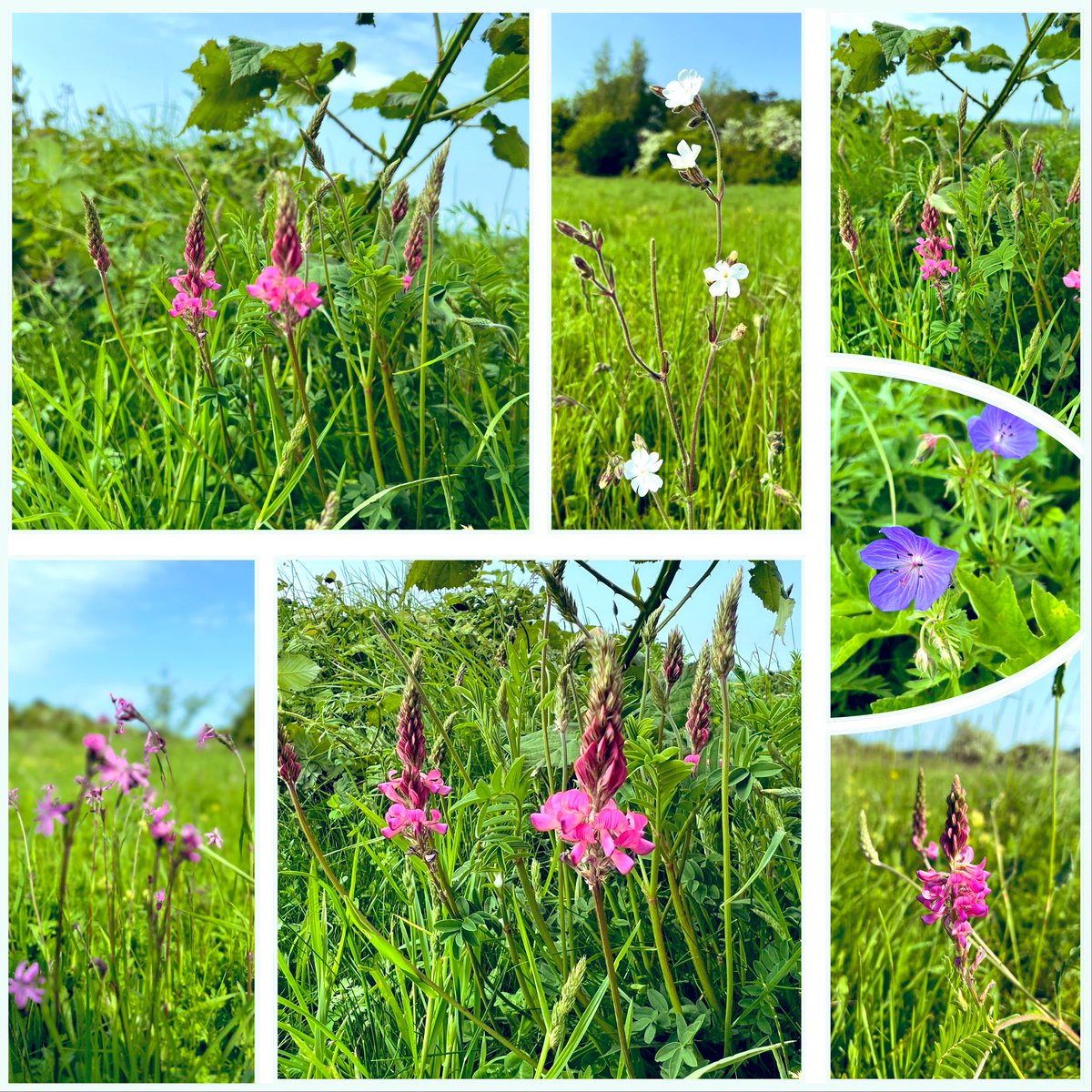 South Downs. First sainfoin, white campion, meadow cranesbill & ragged robin on this lovely chalk downland #WildflowerHour @BSBIbotany