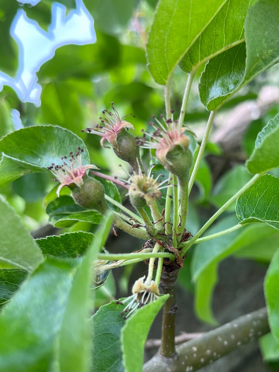 notklev's tweet image. My first early fruits on a Hendre huffcap scion 😍