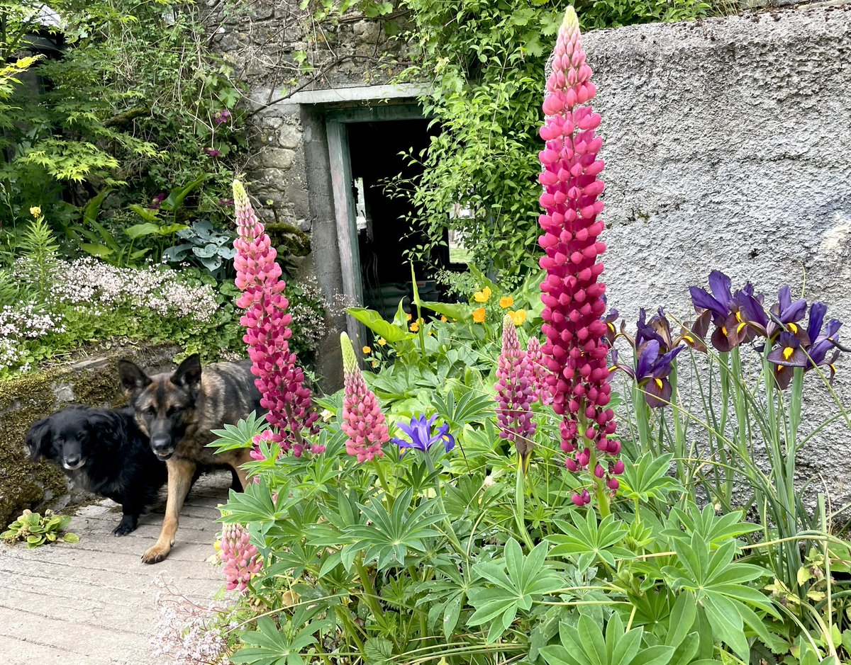 Zwartbles Ireland • Suzanna Crampton tweet media
