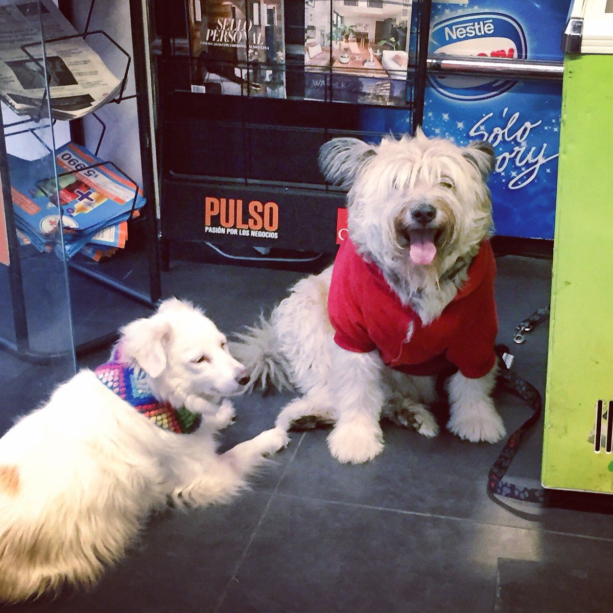 BlanquitaMontt's tweet photo. En el #DiaDelPerroSinRaza queremos recordar al Guataquita de Amor, gracias por habernos acompañado Kike, siempre estás en nuestros recuerdos, tantas risas y ridiculeces perrito bello. #AdoptaNoCompres https://t.co/j0t7xkLxkn