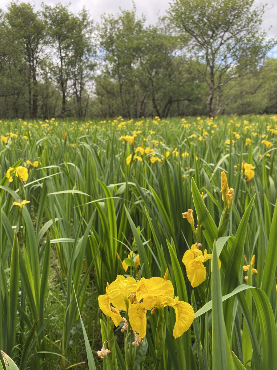 Anja Murray (@MiseAnja) on Twitter photo 2023-05-28 19:47:09 βFeilstrimβ is the much used Irish name for flag iris, a stunning inhabitant of liminal spaces, marshes & wet field corners #wildflowerhour @BSBI_Ireland βFeilstrimβ is the much used Irish name for flag iris, a stunning inhabitant of liminal spaces, marshes & wet field corners #wildflowerhour @BSBI_Ireland