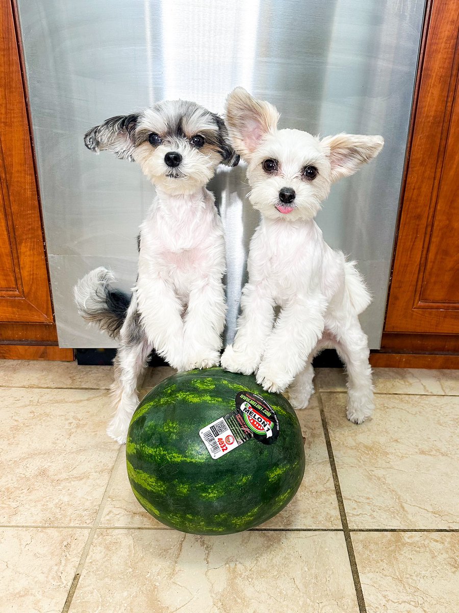 TINKERBELLEadog's tweet image. “The category is WATERMELON.” - Tinkerbelle &amp;amp; Belle 🐶✨🍉 
.
.
.
.
#watermelonseason #watermelon #dogsofnyc #dogsbeingbasic #memorialdayweekend #mdw #adorableanimals #cutenessoverloaded