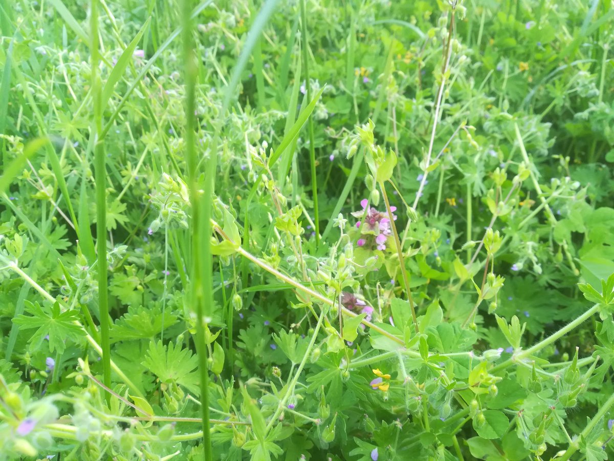 Nichola Hawkins (@nichola_hawkins) on Twitter photo 2023-05-28 19:46:56 It's wonderful to see that the communal gardens by my flat have been doing #NoMowMay, with #LawnFlowers including Dove's-foot cranesbill, Spotted medick and Red deadnettle. #WildFlowerHour It's wonderful to see that the communal gardens by my flat have been doing #NoMowMay, with #LawnFlowers including Dove's-foot cranesbill, Spotted medick and Red deadnettle. #WildFlowerHour