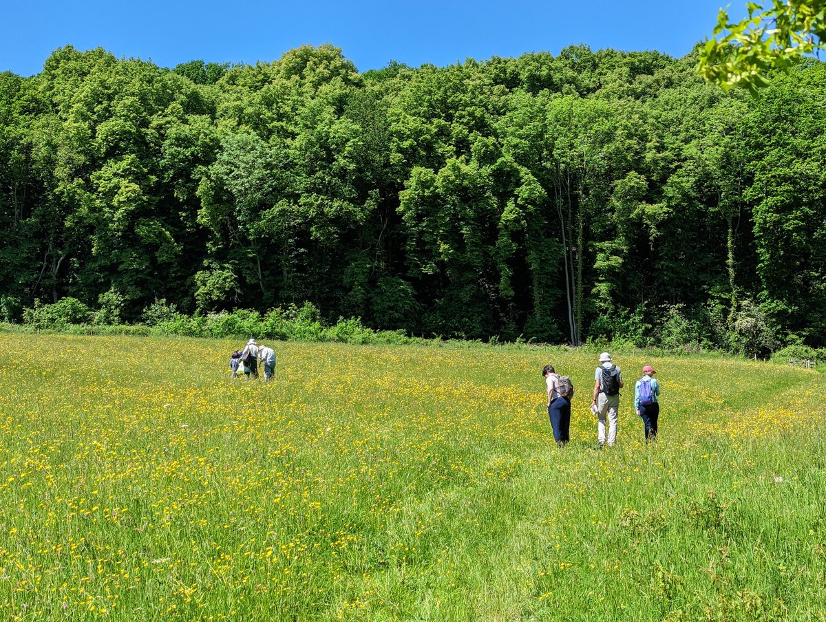 Tom Ward (@tomwardplz) on Twitter photo 2023-05-28 19:47:18 Had a great day out yesterday leading the North Worcestershire Flora Group around the @WorcsWT Knapp and Papermill reserve. We even managed to refind Greater Broomrape (Orobanche rapum-genistae) which hasn't been recorded there since 1993! #wildflowerhour Had a great day out yesterday leading the North Worcestershire Flora Group around the @WorcsWT Knapp and Papermill reserve. We even managed to refind Greater Broomrape (Orobanche rapum-genistae) which hasn't been recorded there since 1993! #wildflowerhour