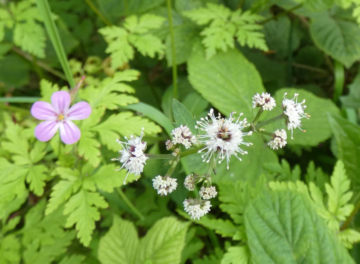 Herb Robert and Sanicle for #Wildflowerhour @wildflower_hour