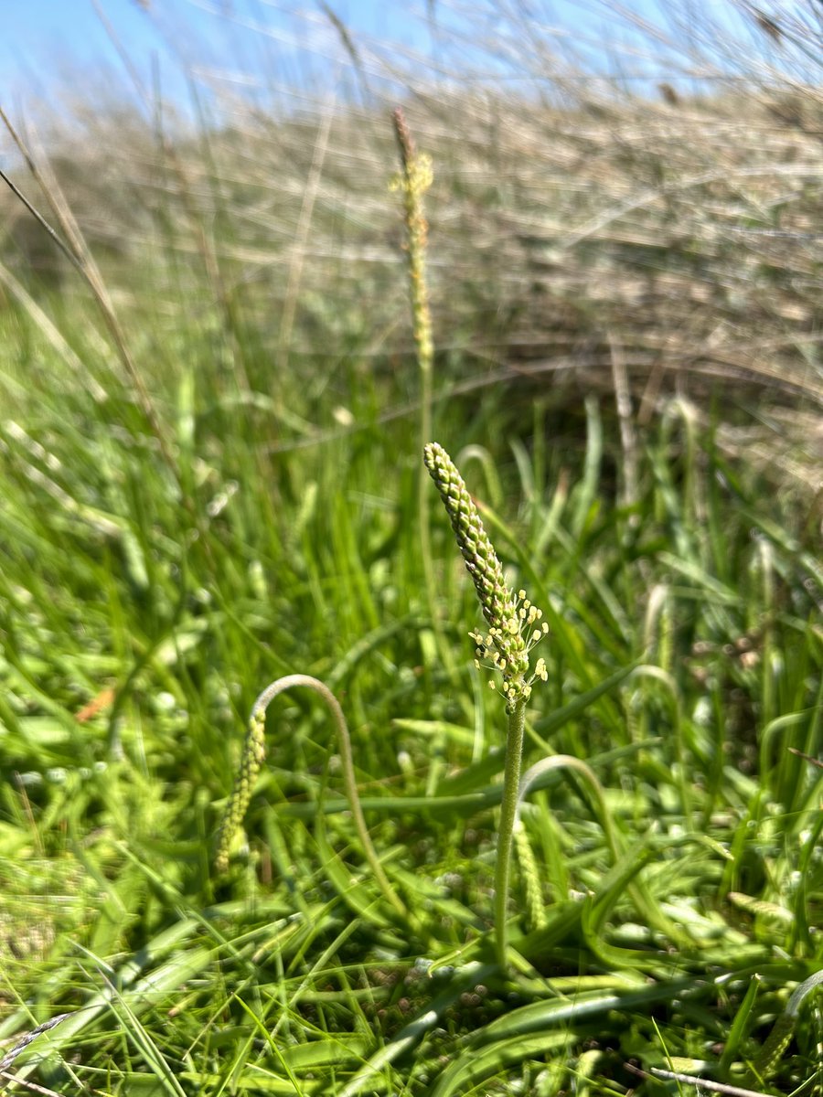 Almost all #plantago native from #ireland in the stunning Bull Island yesterday 🌿
P. coronopus, lanceolata &amp; maritima ☘️ I’ve been exploring this genus intensively specially in Portugal 🌱
#wildflowerhour #wildflowers 
<a href="/BSBIbotany/">BSBI: Botanical Society of Britain & Ireland</a> <a href="/BSBI_Ireland/">BSBI Ireland</a> <a href="/BioDataCentre/">Biodiversity Ireland</a> <a href="/wildflower_hour/">wildflowerhour</a>
