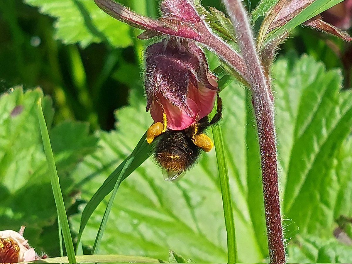 MirandaMirdanda's tweet photo. This patch of water avens was the #Bumblebee place to be this week #WildflowerHour #BeeWalk #MindfulWalking https://t.co/1kxTU5ggOS