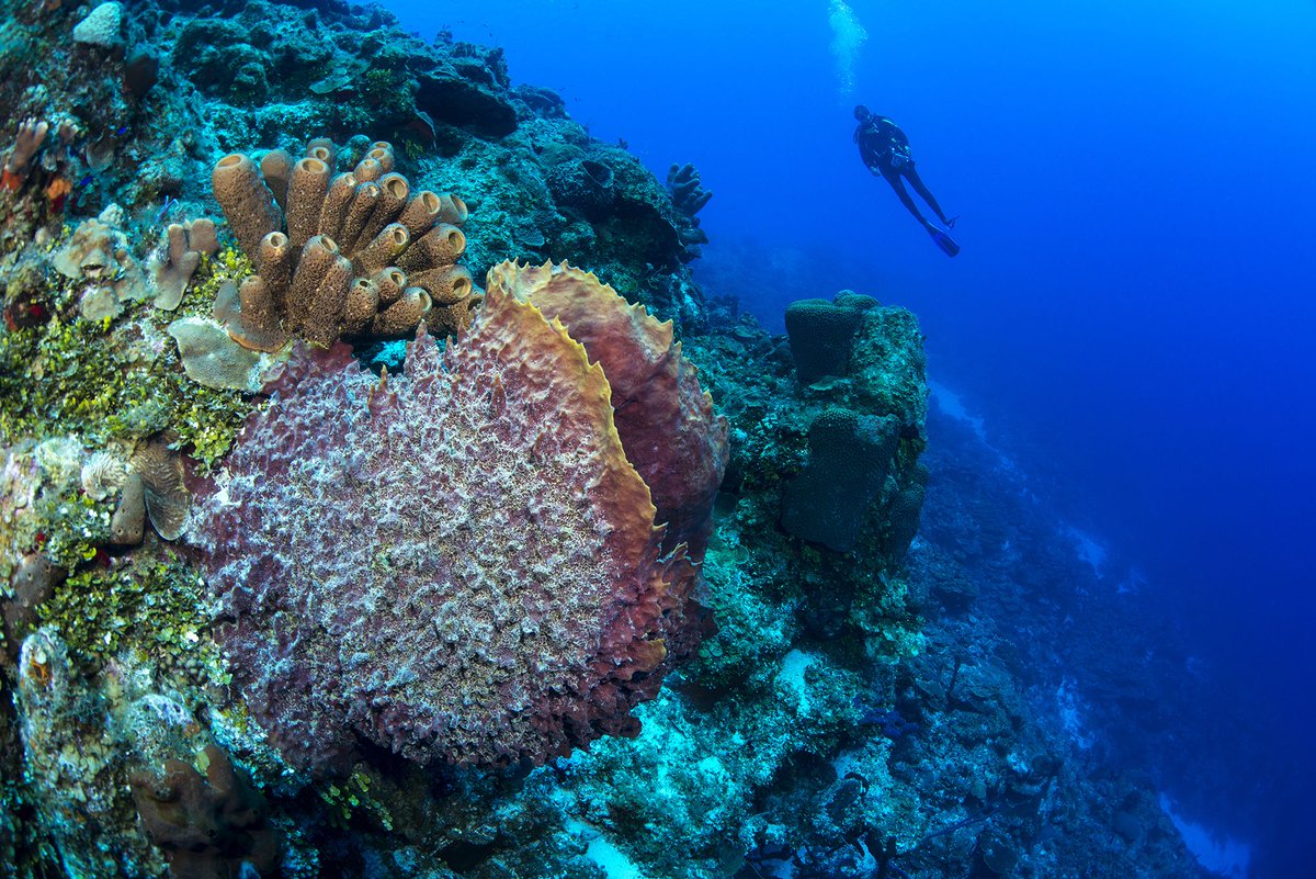 CORALL was founded with the mission ‘To Foster the Conservation and Restoration of Coral Reef Ecosystems in Barbados for the Well Being of All’. 

That’s a mission we can get behind. ow.ly/t2oA50OqtZt 

#ForPeopleForPlanet #SaveOurOcean