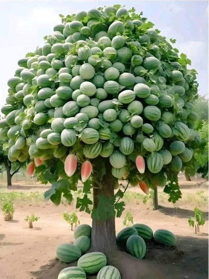 How old were you when you realized that watermelons grow on trees 😜🤣🤣🤣

#Relatable #Ikonerx #rain #watermelons #Melbourne #relatablepost