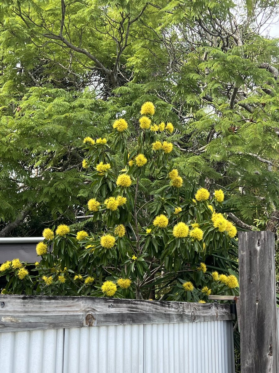 Spotted in my neighbourhood. Would anyone help with an identification?
 
#GardeningAustralia
 
allforgardening.com/490469/spotted…