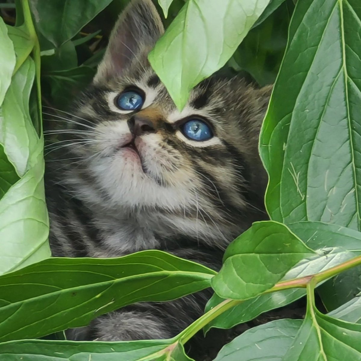 Lazy day with kittens on legacy farms coffee , Honduras