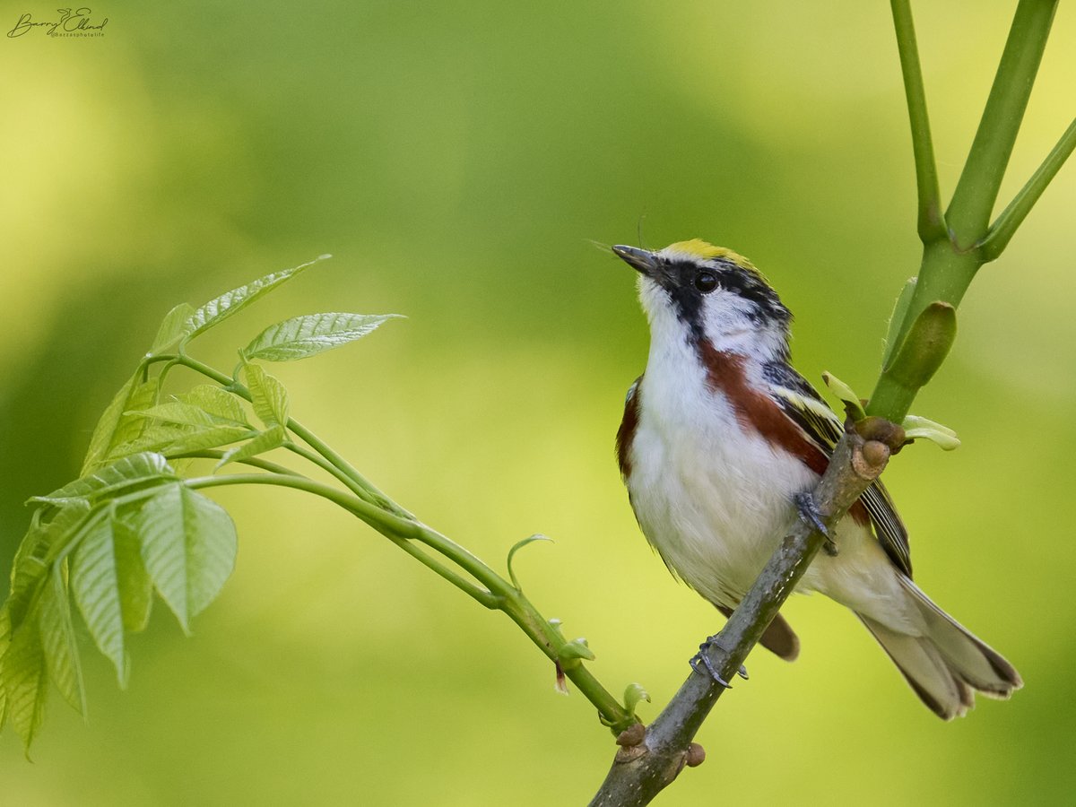 𝐂𝐡𝐞𝐬𝐭𝐧𝐮𝐭-𝐬𝐢𝐝𝐞𝐝 𝐖𝐚𝐫𝐛𝐥𝐞𝐫 (𝘚𝘦𝘵𝘰𝘱𝘩𝘢𝘨𝘢 𝘱𝘦𝘯𝘴𝘺𝘭𝘷𝘢𝘯𝘪𝘤𝘢) sitting proudly!

#warblers #springmigration #OntarioForest #OntarioWildlife #birds #chestnutsidedwarbler