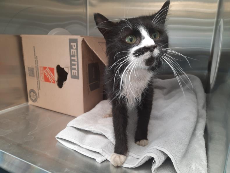 PetfindToronto's tweet photo. #MORNINGSIDE #SEWELLS Pls RT2unite #FOUND #CAT- 26-May-23 #Toronto Animal Services A949334 #EAST 416-338-7539 BLACK DMH M/?Age https://t.co/QCpikb3mV3